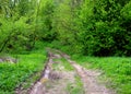 Muddy road in the forest