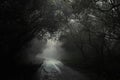 Muddy road leading through an eery forest Royalty Free Stock Photo