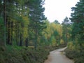 Muddy road leads into the woods of different coloured green near Aviemore Royalty Free Stock Photo