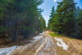 Melting snow forest road Rhodope mountains Bulgaria Royalty Free Stock Photo