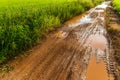 Muddy Road in Rice Field Royalty Free Stock Photo