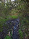 Muddy road in rural path at the forest with creek Royalty Free Stock Photo