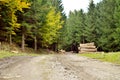 Muddy road in the woods and logs Royalty Free Stock Photo