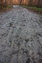 Muddy road in the woods, with reflections Royalty Free Stock Photo