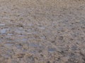 Muddy and sandy field with puddles and traces