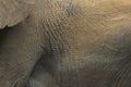 Muddy skin of an african elephant