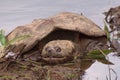 Muddy Snappy Turtle Crawling out of a Swamp