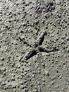 Muddy Starfish