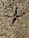 Muddy starfish