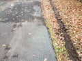 muddy tire track in fallen leaves with black asphalt