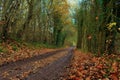 Muddy track through forest