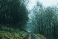 A muddy track through a spooky woodland on a foggy winters day