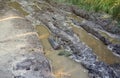 Muddy tracks with puddles on wet muddy surface in forest path Royalty Free Stock Photo