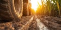 muddy tractor trail through sugarcane farm at sunset, evoking rustic charm Royalty Free Stock Photo