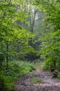 Muddy trail crossing deciduous tree stand