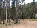 Muddy trail through a green forest in Sawtooth Mountains, Idaho Royalty Free Stock Photo