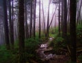 A Muddy Trail through Misty Forest Royalty Free Stock Photo