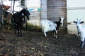 muddy and underground courtyard of a rustic farm where goats and sheep of the shepherd roam