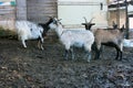 muddy and underground courtyard of a rustic farm where goats and sheep of the shepherd roam