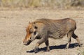 Muddy Warthog Royalty Free Stock Photo