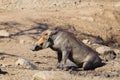 Muddy Warthog Royalty Free Stock Photo