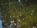 Green muddy water with tall trees reflected in it and leaves floating in it Royalty Free Stock Photo