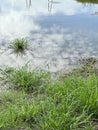 muddy wet land overgrown with wild grass Royalty Free Stock Photo