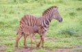 Wet and muddy zebra mother and juvenile