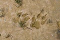 Muddy wolf paw prints in Yellwostone National Park Royalty Free Stock Photo