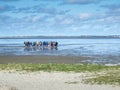 Mudflat hikers in East Frisia near Royalty Free Stock Photo