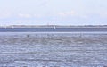 Mudflat walking, Waddensea, Moddergat, Holland