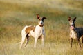 Mudhol hound breed, Poachers use these dogs for hunting, Satara,