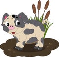Mudhole Pig Royalty Free Stock Photo