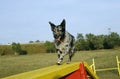 Mudi crossing the dog walk obstacle Royalty Free Stock Photo