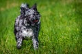 Mudi dog in the grass active Royalty Free Stock Photo