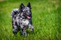 Mudi dog in the grass active Royalty Free Stock Photo