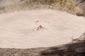 Mudpot in Yellowstone National Park, Yellowstone