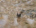 Mudskipper Royalty Free Stock Photo