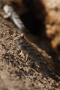 Mudskipper Royalty Free Stock Photo