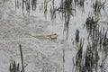 Mudskipper Royalty Free Stock Photo