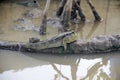 Mudskipper or amphibious fish in mangrove forest. Wildlife animal Royalty Free Stock Photo