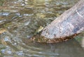 Mudskipper or amphibious fish in mangrove forest. Wildlife animal