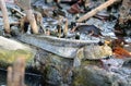 Mudskipper, Amphibious fish Royalty Free Stock Photo