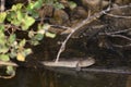 Mudskipper Amphibious fish Oxudercinae in Thailand exotic Royalty Free Stock Photo