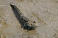 Mudskipper Amphibious fish Oxudercinae in Thailand Royalty Free Stock Photo