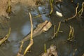 Mudskipper fish