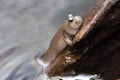 Mudskipper on log 1 Royalty Free Stock Photo