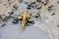 Mudskipper in a Mangrove Swamp Royalty Free Stock Photo