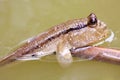 Mudskipper in a Mangrove Swamp Royalty Free Stock Photo