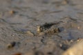 Mudskipper on Mud Flat Royalty Free Stock Photo
